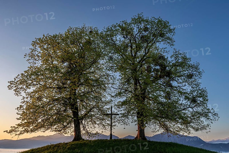 Two trees, chritstliches cross, mistletoe, backlight, sunrise, mountains, spring, view of Benediktenwand, Alpine foothills, Bavaria, Germany, Europe