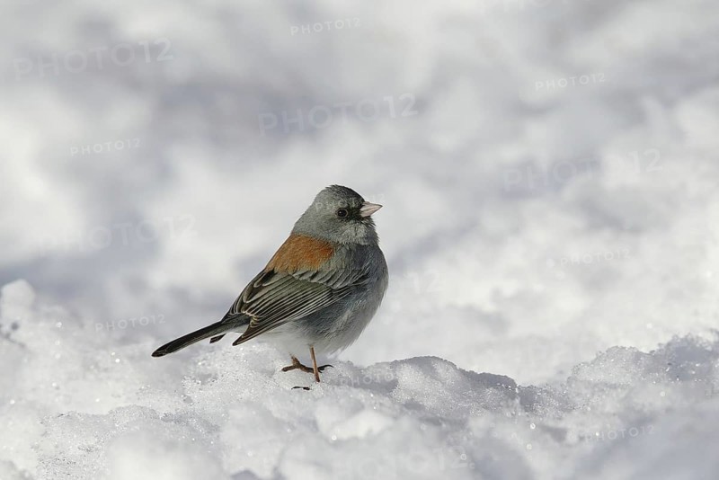 Grey-headed Junco (Junco hyemalis caniceps), New Mexico, USA, North America