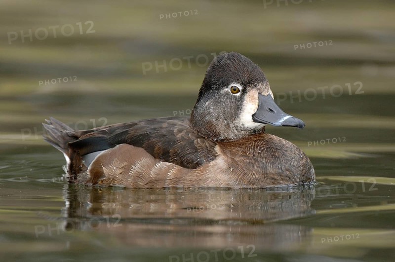 Ring-necked Duck (Aythya collaris) female, Texas, USA, North America