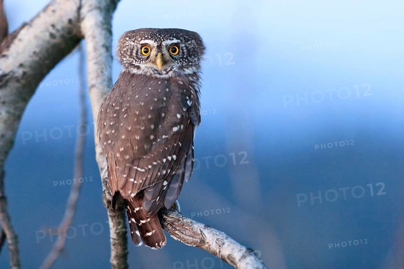 Eurasian Pygmy Owl (Glaucidium passerinum), Bavaria, Germany, Europe
