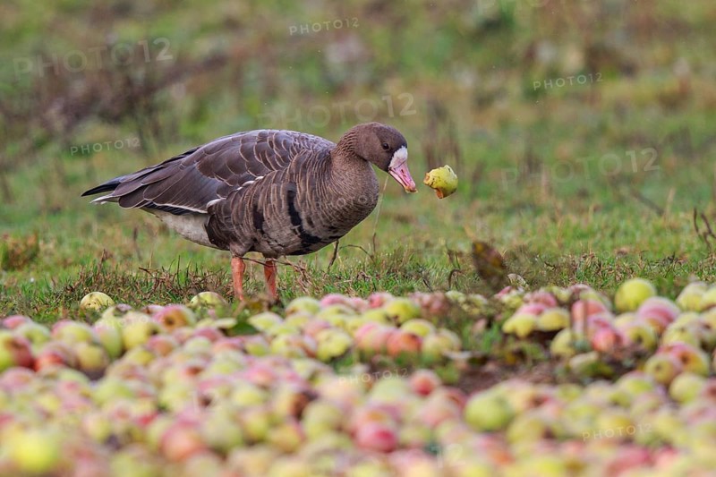 Greater White-fronted Goose (Anser albifrons), North Rhine-Westphalia, Germany, Europe