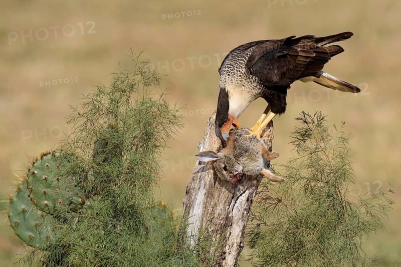 Northern Crested Caracara (Caracara cheriway) feeding on carrion, Texas, USA, North America