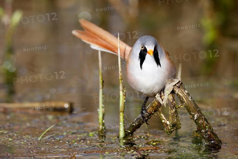 Bearded Reedling (Panurus biarmicus) male foraging in reedbed, Mecklenburg-Western, Pomerania, Germany, Europe