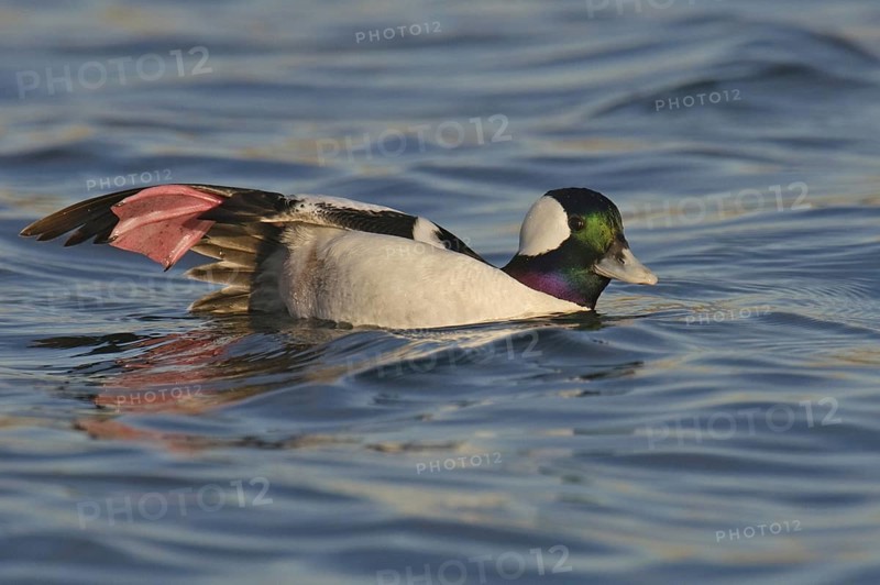Bufflehead (Bucephala albeola) male, California, USA, North America