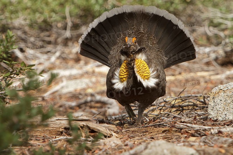Sooty Grouse (Dendragapus fuliginosus) male, California, USA, North America