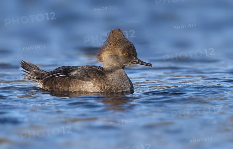 Hooded Merganser (Lophodytes cucullatus) female, British Columbia, Canada, North America