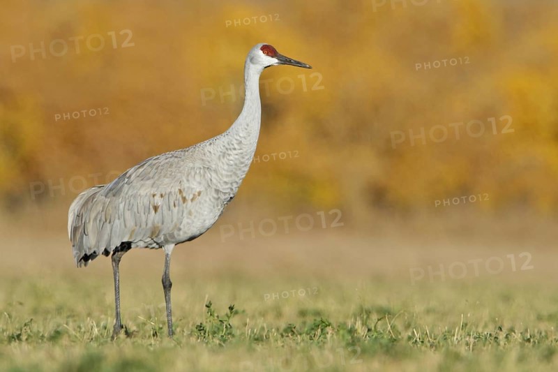 Sandhill Crane (Antigone canadensis), New Mexico, USA, North America