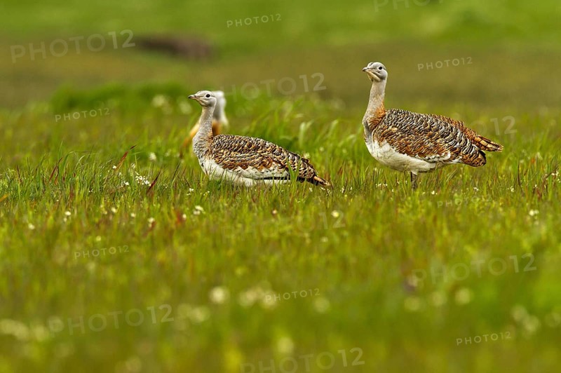 Great Bustard (Otis tarda) female, Castile-La Mancha, Spain, Europe