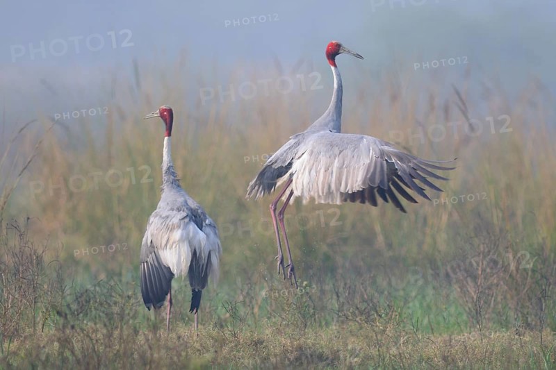 Sarus Crane (Antigone antigone), Keoladeo National Park, India, Asia