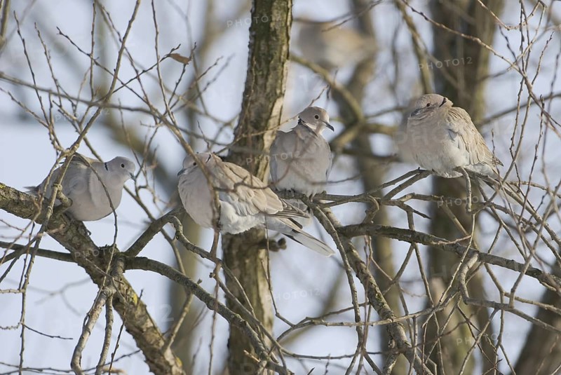 Eurasian Collared Dove (Streptopelia decaocto), Saxony, Germany, Europe