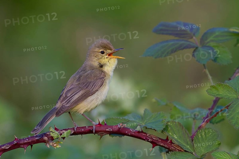Melodious Warbler (Hippolais polyglotta) male singing, Rhineland-Palatinate, Germany, Europe