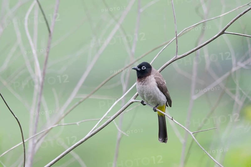 White-spectacled Bulbul (Pycnonotus xanthopygos), Turkey, Asia