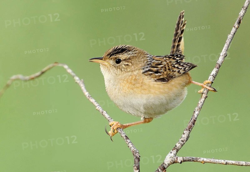 Sedge Wren (Cistothorus platensis), Alberta, Canada, North America
