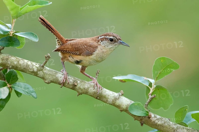Carolina Wren (Thryothorus ludovicianus), Texas, USA, North America