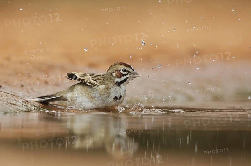 Lark Sparrow (Chondestes grammacus) bathing, Texas, USA, North America