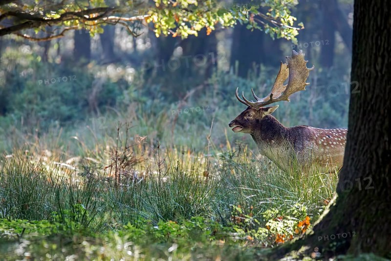 Fallow Deer (Dama dama) buck in forest, Saxony, Germany, Europe