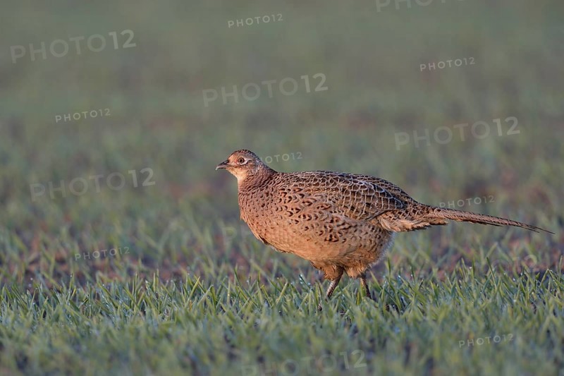 Common Pheasant (Phasianus colchicus) female on field, North Rhine-Westphalia, Germany, Europe