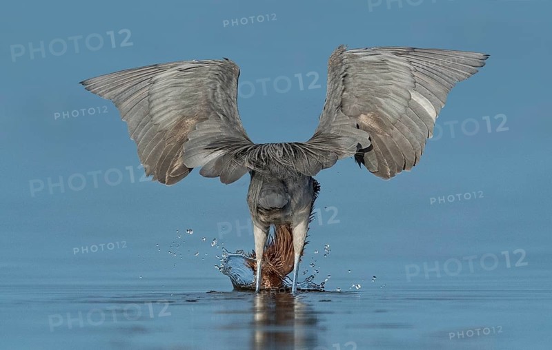 Reddish Egret (Egretta rufescens) hunting, Texas, USA, North America