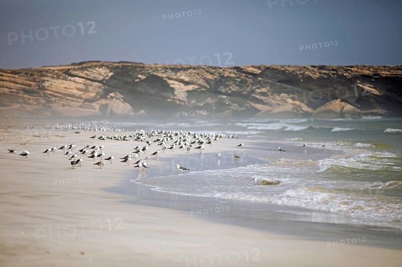 Seagulls on Taqah Beach or beach, Taqah, Dhofar Province, Oman, Asia