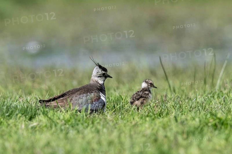 Lapwing (Vanellus vanellus) with young, Lower Saxony, Germany, Europe