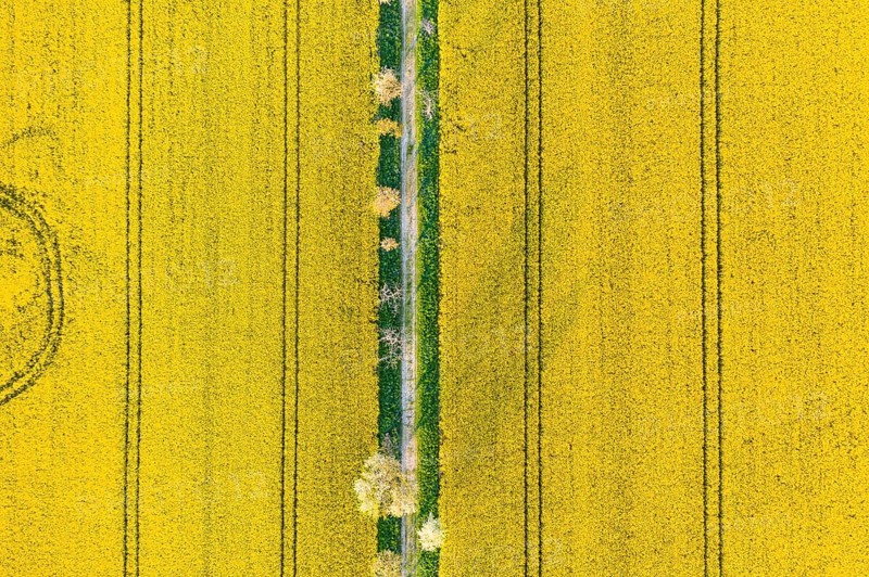 Avenue with blossoming fruit trees between rape fields, vertical aerial view in evening light, Wölkisch, Diera-Zehren, Saxony, Germany, Europe