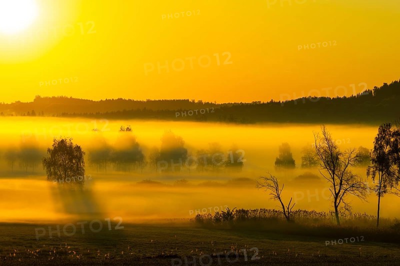 Early morning fog over the moor, birch (Betula), birch family (Betulaceae), sunrise fog, Pfrungen, Pfrunger-Burgweiler Ried, Baden-Wuerttemberg, Germany, Europe