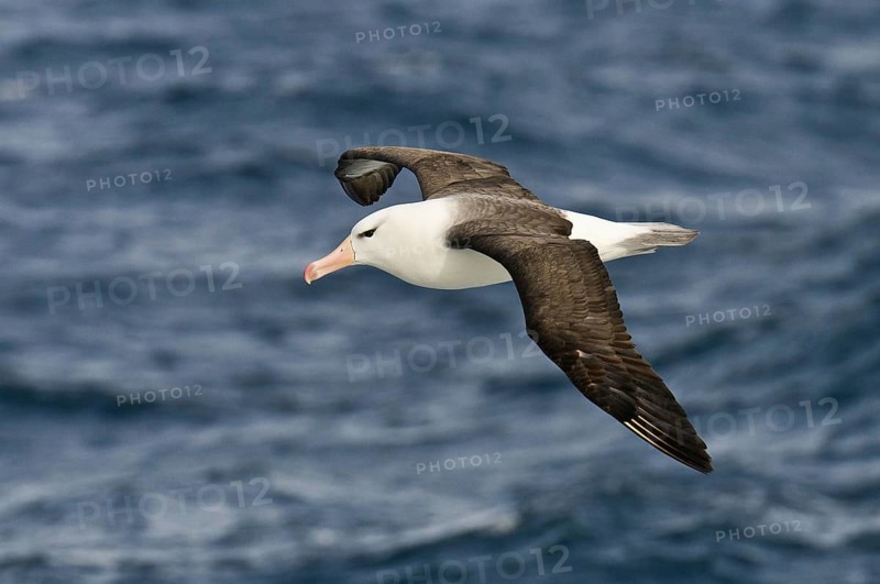 Black-browed Albatross (Thalassarche melanophris) flying, Antarctica