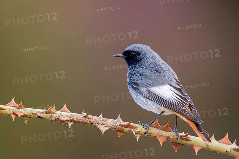 Black Redstart (Phoenicurus ochruros) male perched on a thorny branch, Aragon, Spain, Europe