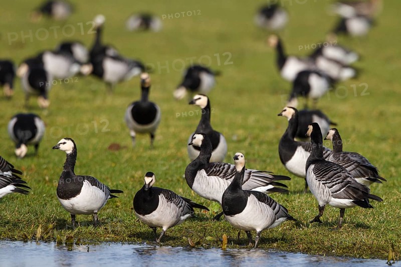Barnacle Goose (Branta leucopsis) foraging, Netherlands