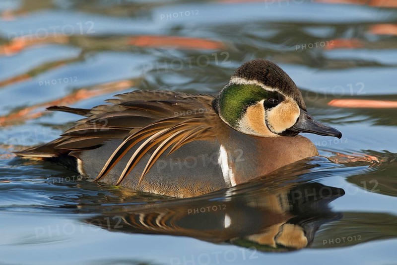Baikal Teal (Sibirionetta formosa) male, Schleswig-Holstein, Germany, Europe