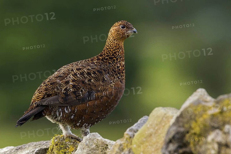 Red Grouse (Lagopus lagopus scotica), Yorkshire, United Kingdom, Europe