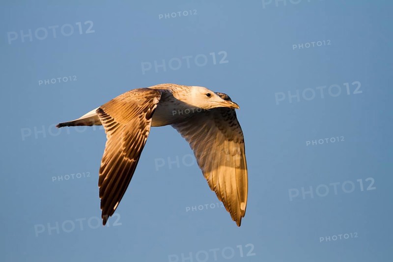 Caspian Gull (Larus cachinnans) flying, Baden-Wuerttemberg, Germany, Europe
