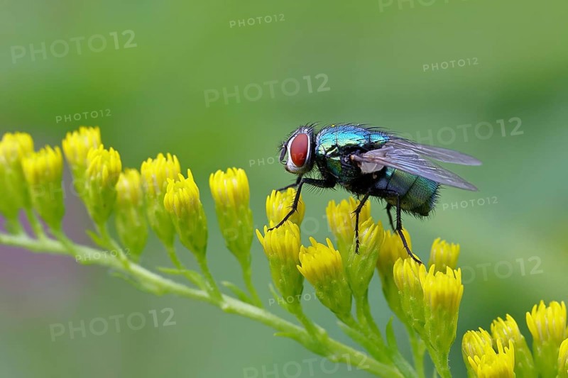 Golden fly (Lucilia caesar) on a yellow flower of the Solidago canadensis (Solidago canadensis), macro photograph, close-up, Wilnsdorf, North Rhine-Westphalia, Germany, Europe