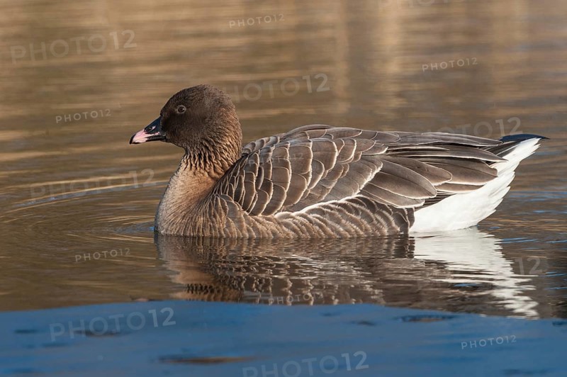 Pink-footed Goose (Anser brachyrhynchus), Schleswig-Holstein, Germany, Europe