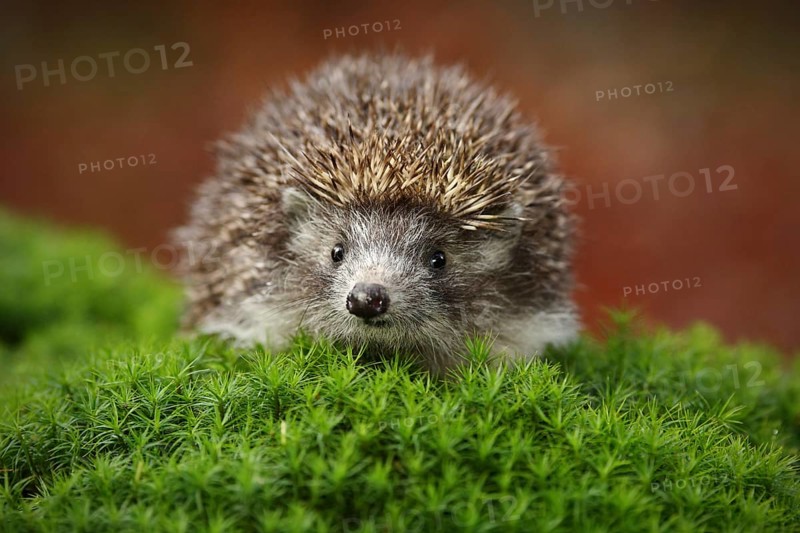 West European Hedgehog in green moss with orange background during autumn