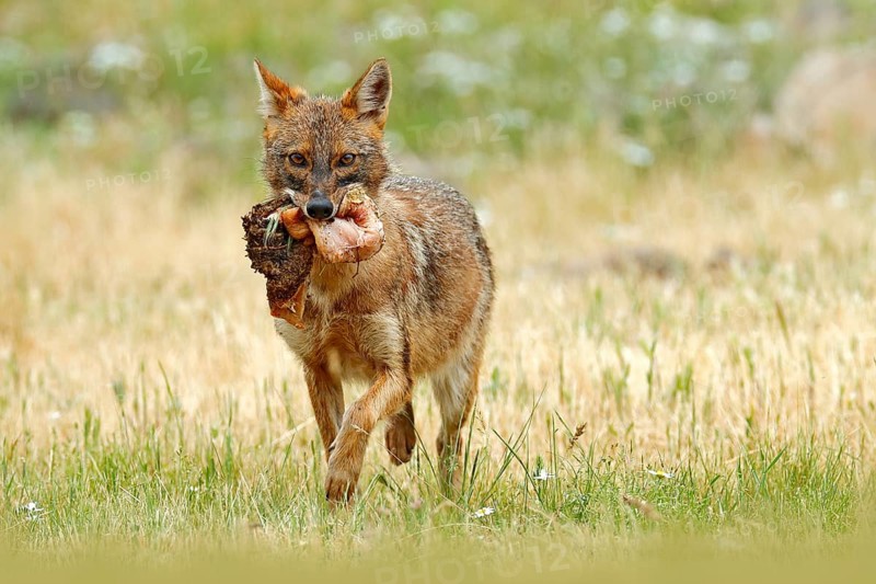 Golden jackal, Canis aureus, feeding scene with meadow, Madzharovo, Eastern Rhodopes, Bulgaria. Wildlife Balkan. Wild dog behaviour scene, nature. Mountain animal in the habitat. Jackal with catch