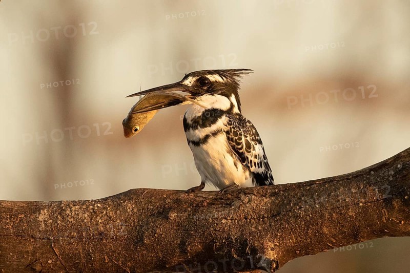 Pied Kingfisher (Ceryle rudis) with fish prey in its beak, Lake Baringo, Kenya, Africa