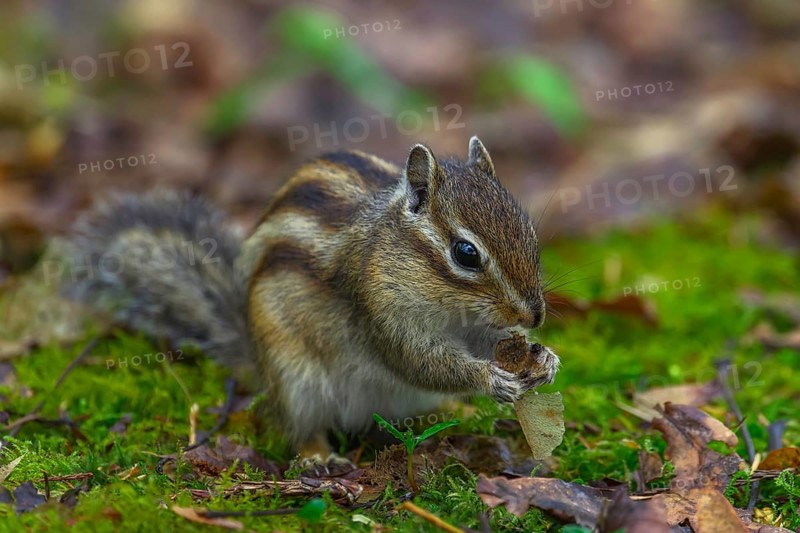 Siberian chipmunk (Eutamias sibiricus) in a forest in Tilburg Noord Brabant in the Netherlands