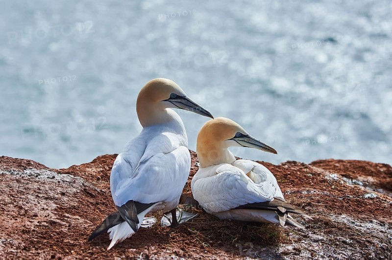 Northern gannet (Morus bassanus) couple lying on the cliff, wildlife, Helgoland, Germany, Europe