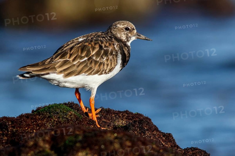 Ruddy Turnstone (Arenaria interpres) feeding on stones, Asturias, Spain, Europe