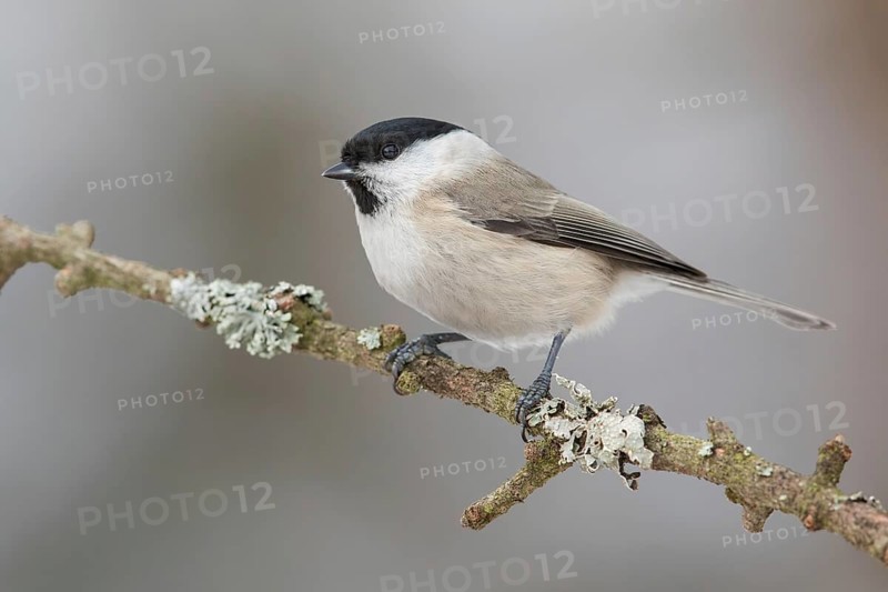 Marsh Tit (Poecile palustris) perched on a branch, Poland, Europe