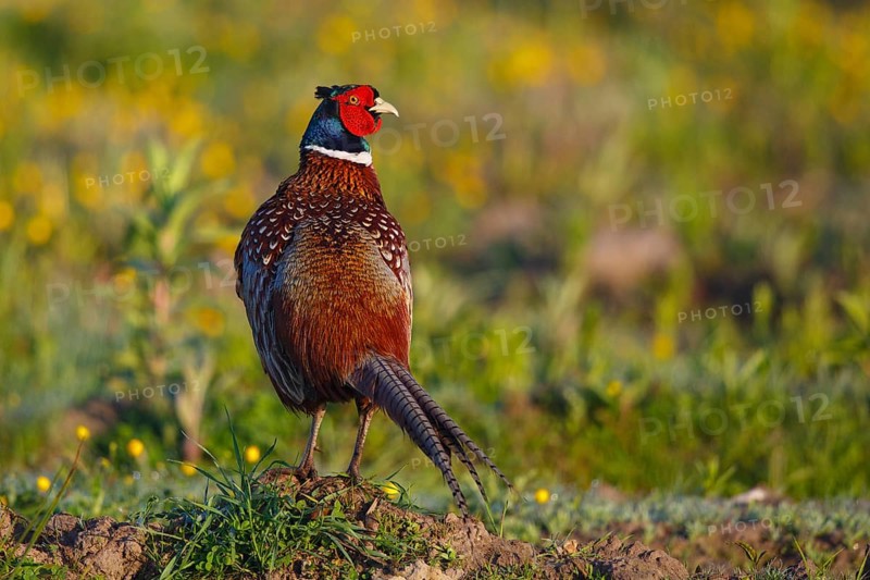 Common Pheasant (Phasianus colchicus) male, North Rhine-Westphalia, Germany, Europe