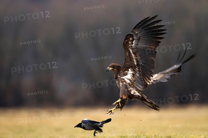 White-tailed Eagle (Haliaeetus albicilla) juvenile, Kutno, Poland, Europe
