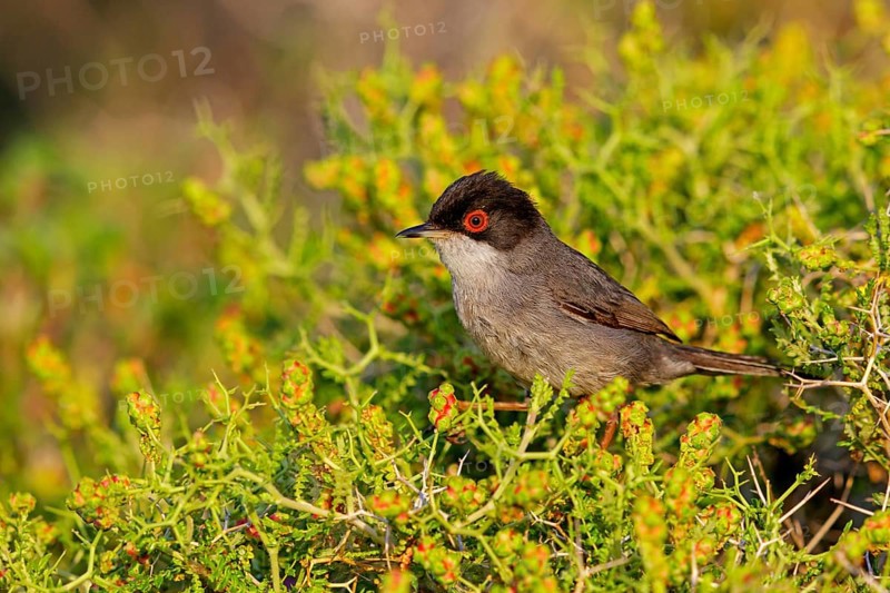 Samtkopf-Grasmücke, Samtkopfgrasmücke, Sardinian Warbler, Sylvia melanocephala, Fauvette mélanocéphale, Curruca Cabecinegra
