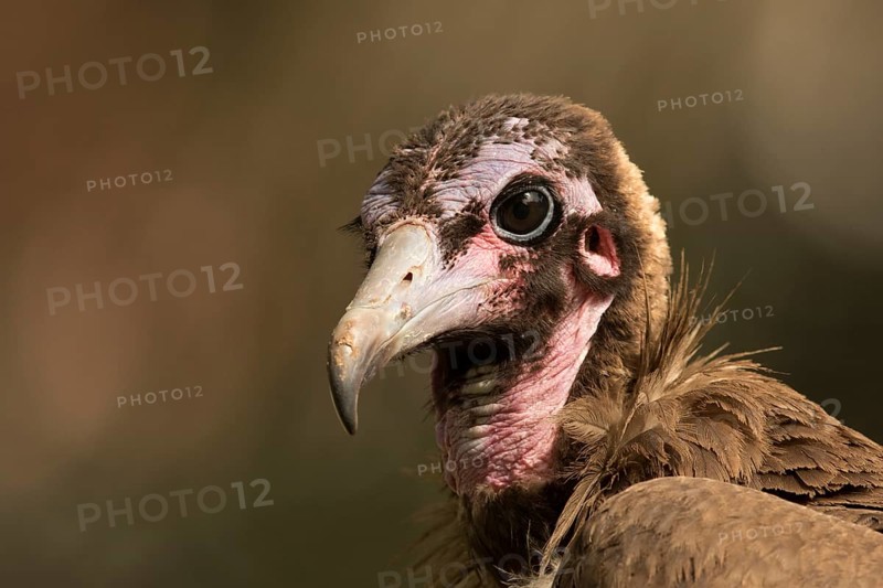Hooded Vulture (Necrosyrtes monachus) juvenile, Gambia, Africa