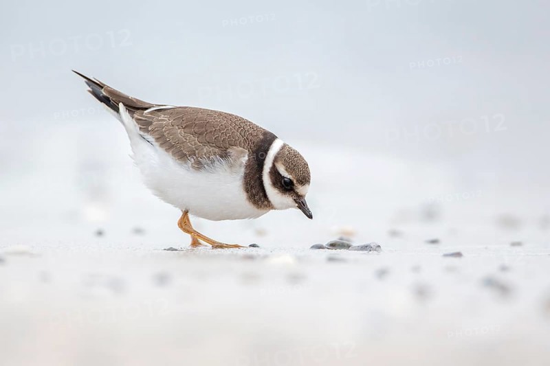 Common Ringed Plover (Charadrius hiaticula) juvenile foraging, Schleswig-Holstein, Germany, Europe