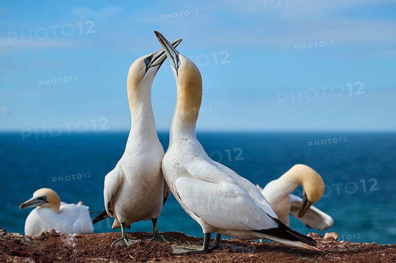 Northern gannet (Morus bassanus) greet each other with their beaks in the colony, at sunset, wildlife, Helgoland, Germany, Europe