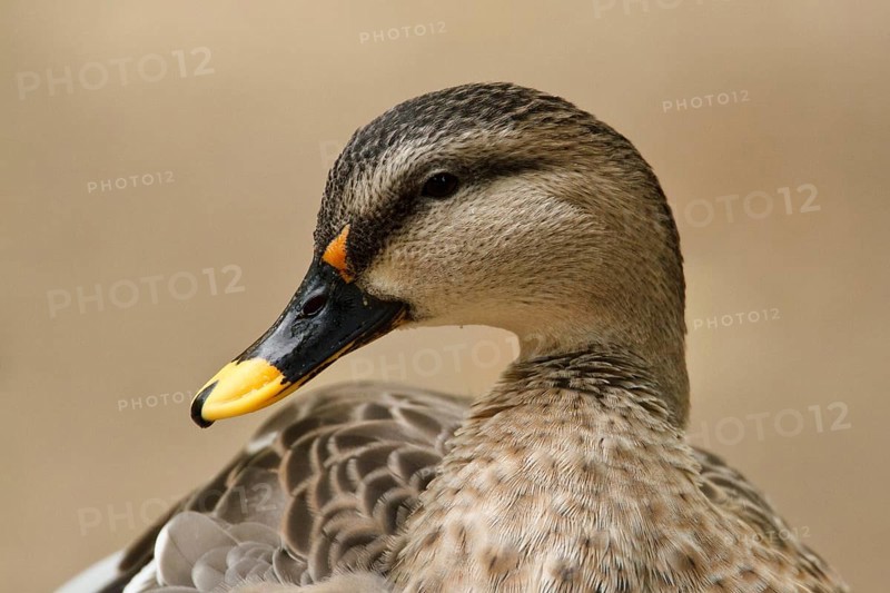 Indian Spot-billed Duck (Anas poecilorhyncha), Hamburg, Germany, Europe