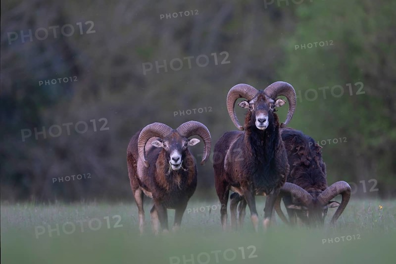 European mouflon (Ovis gmelini musimon, Syn.: Ovis orientalis musimon, Ovis aries musimon), Gerolstein, Eifel, Rhineland-Palatinate, Germany, Europe