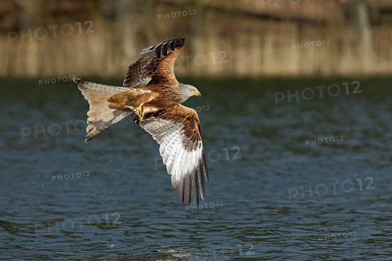Rotmilan, lat. Milvus milvus, Altvogel im Flug mit gefangenem Fisch über dem Wasser vor dem Seeufer